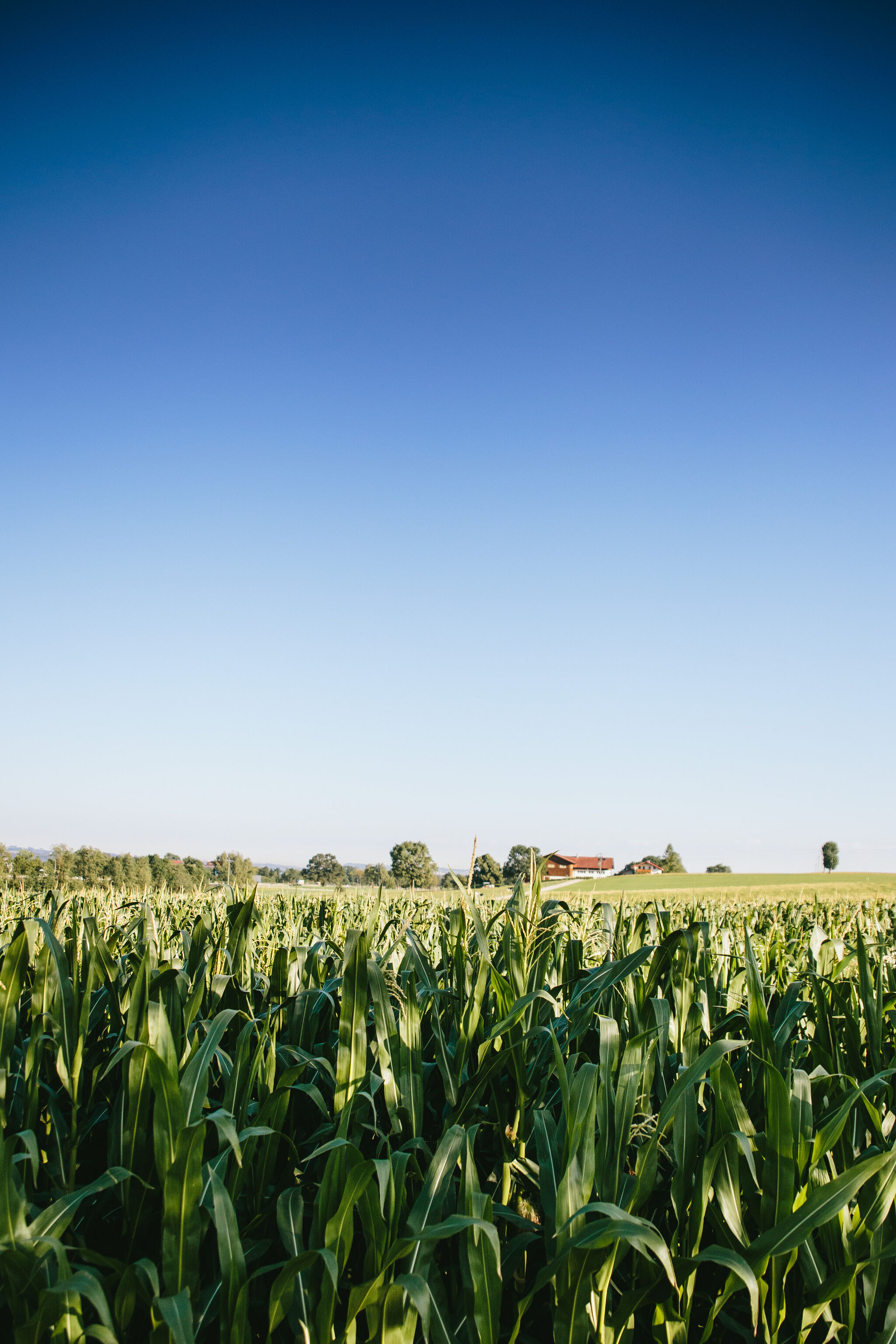 Corn