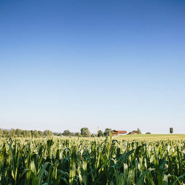 Corn
