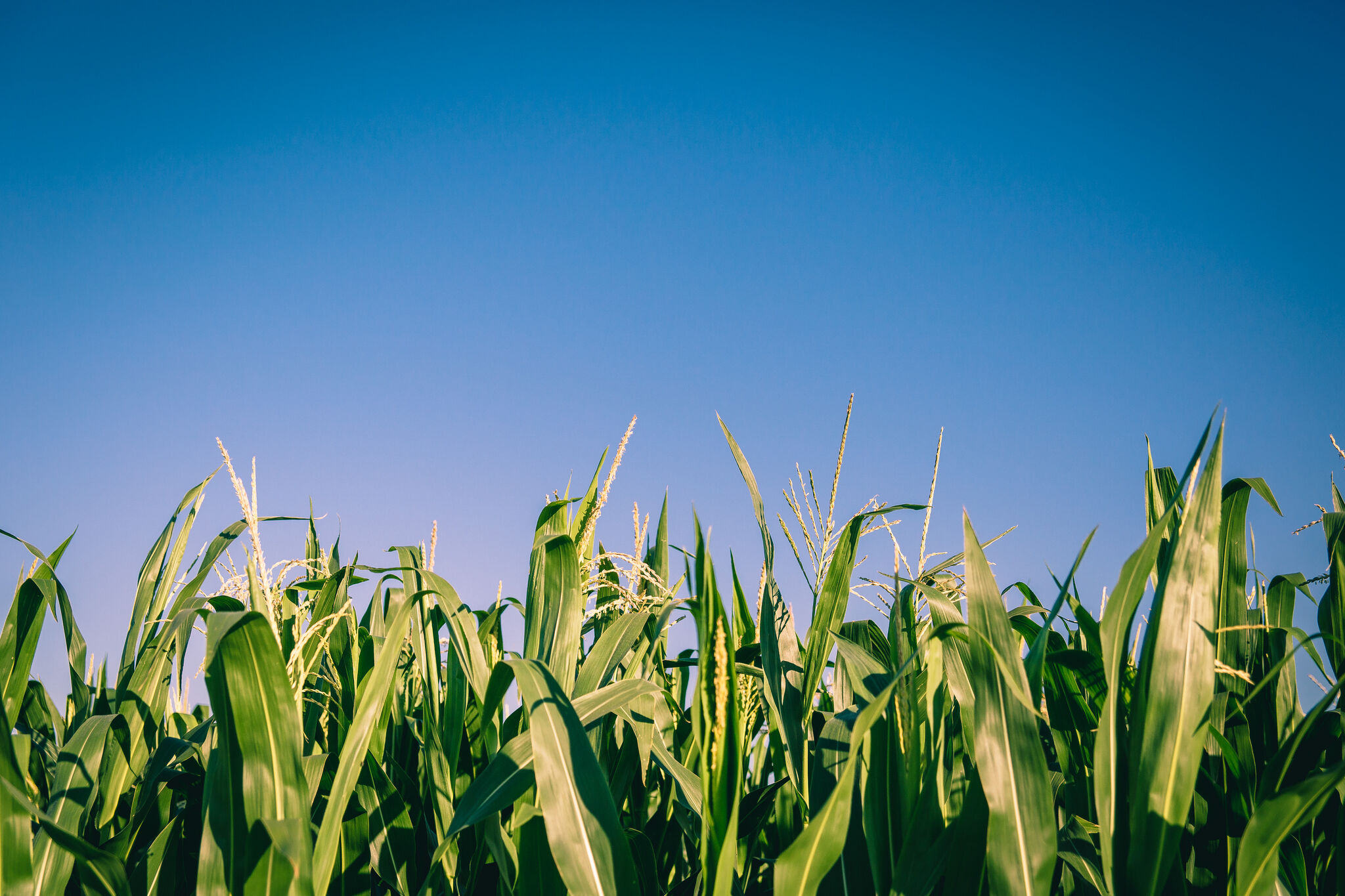 Corn