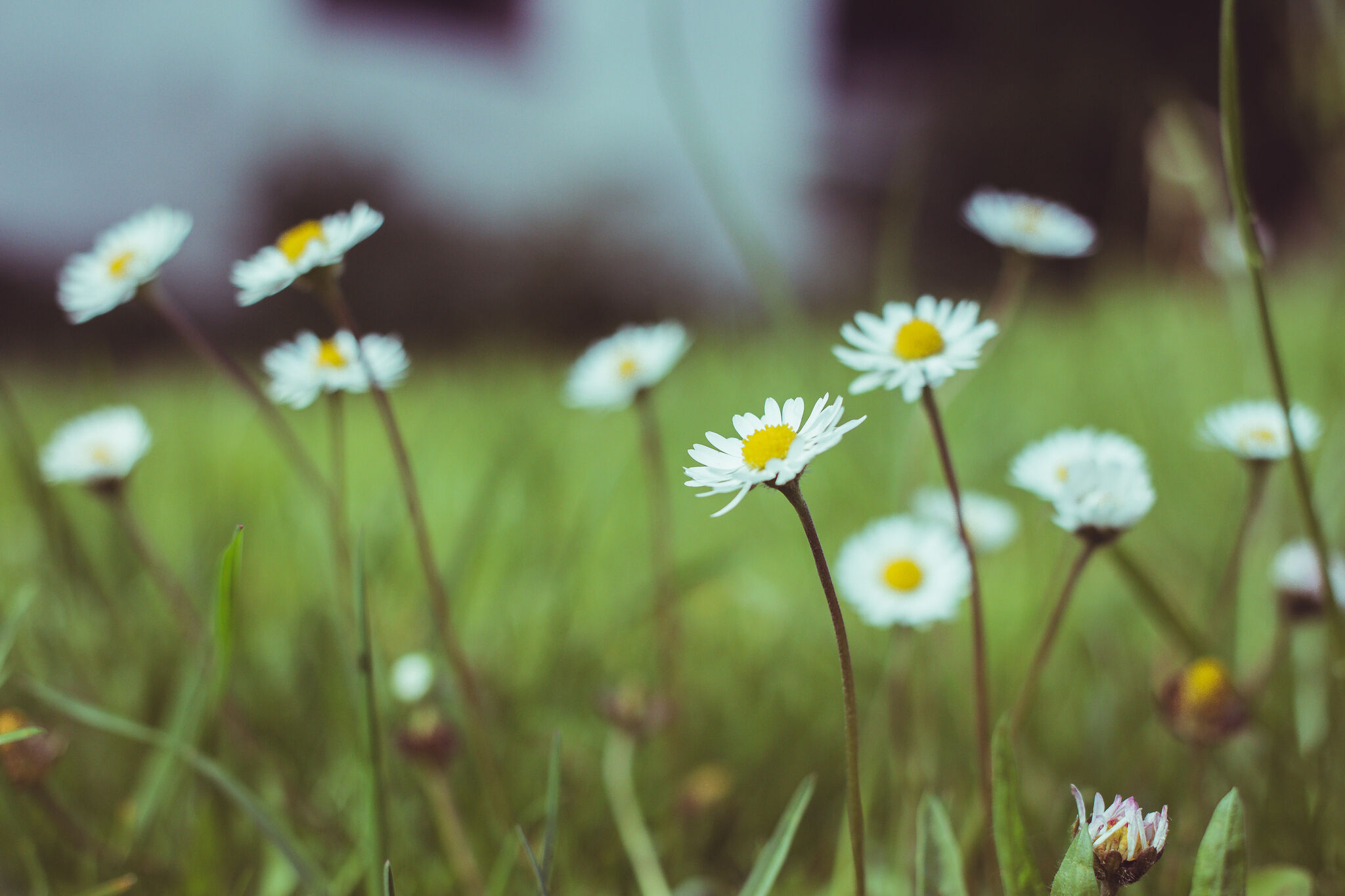 Dandelion