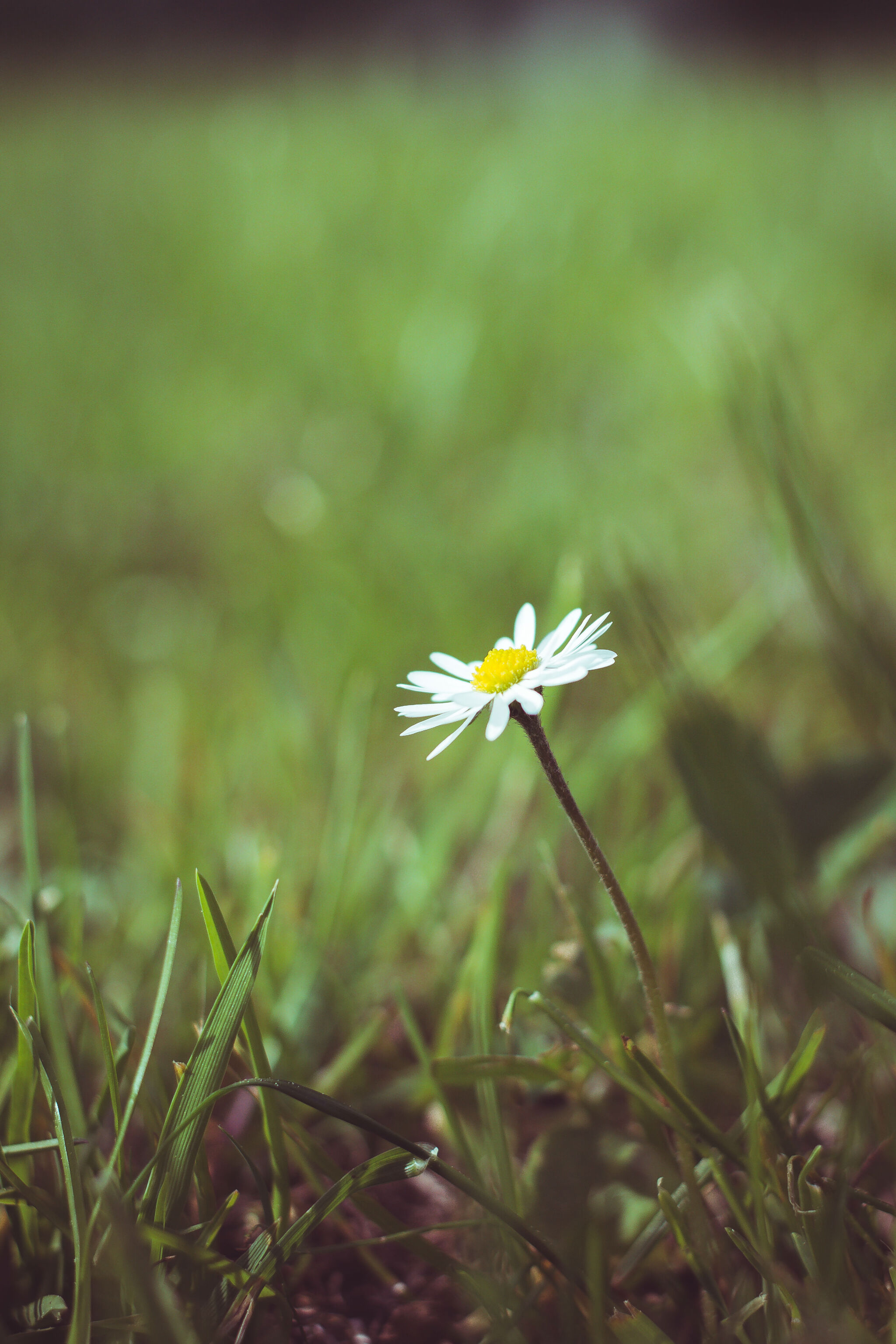 Dandelion