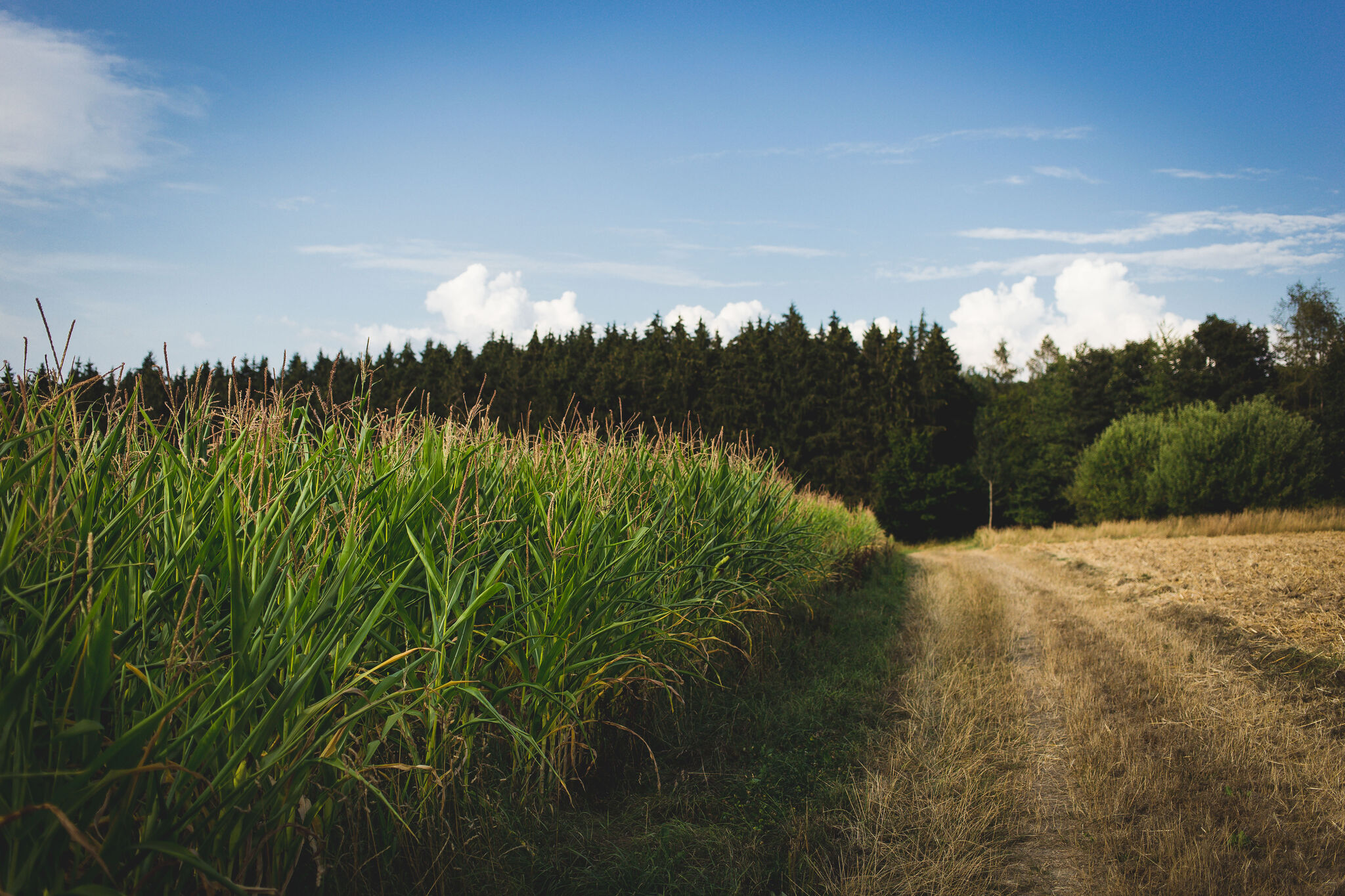 Fields II
