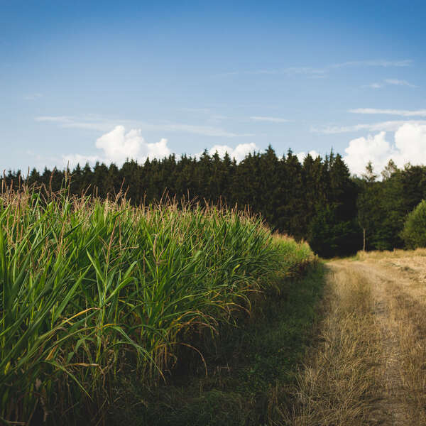 Fields II