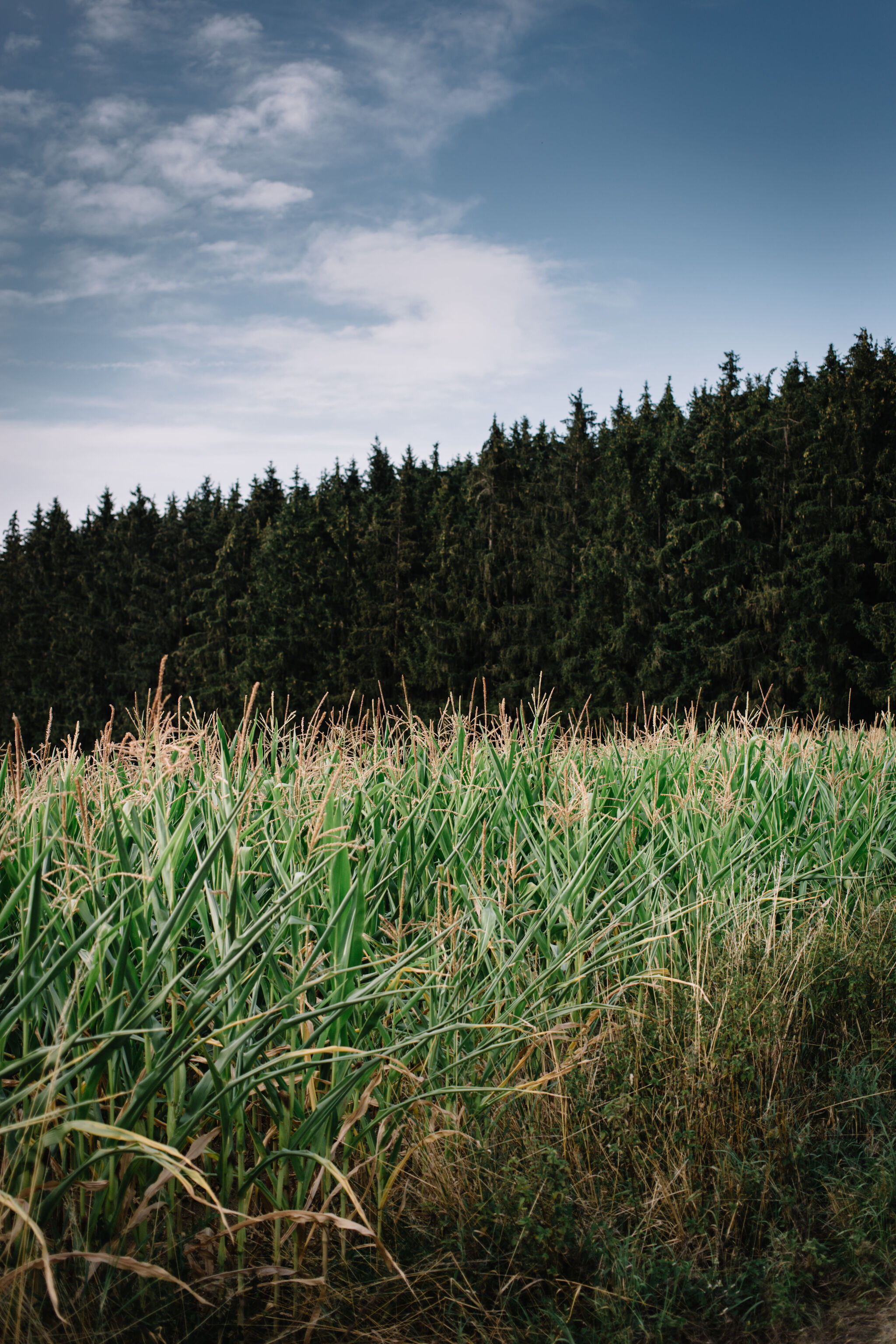 Fields III