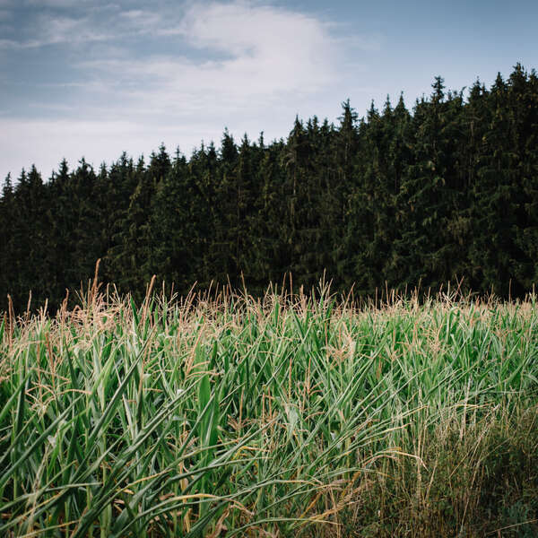 Fields III