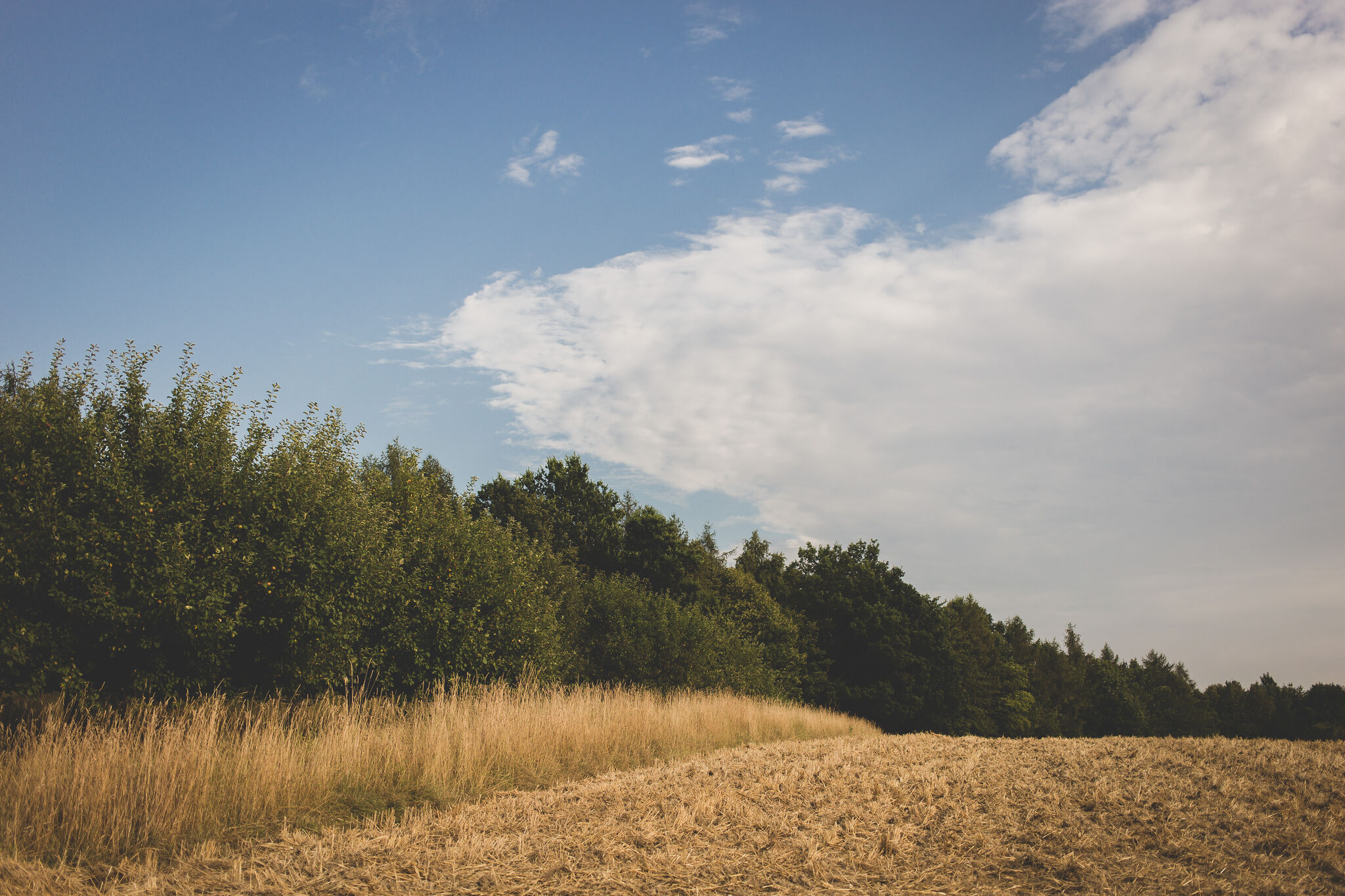 Fields IV