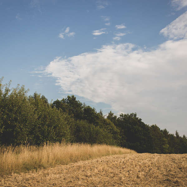 Fields IV