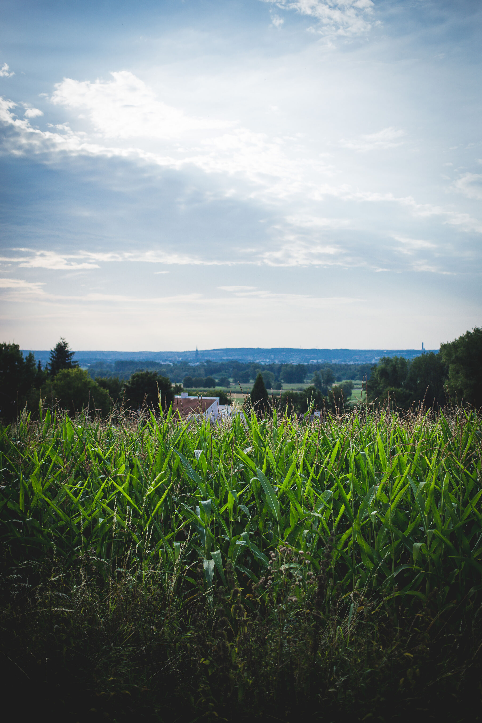 Fields