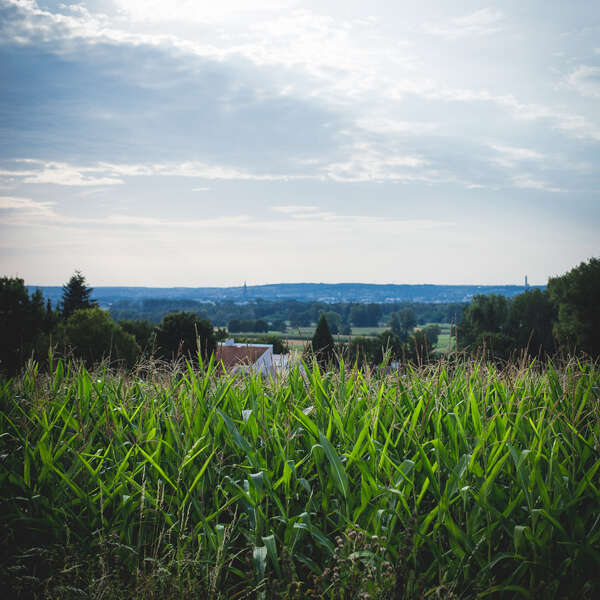 Fields