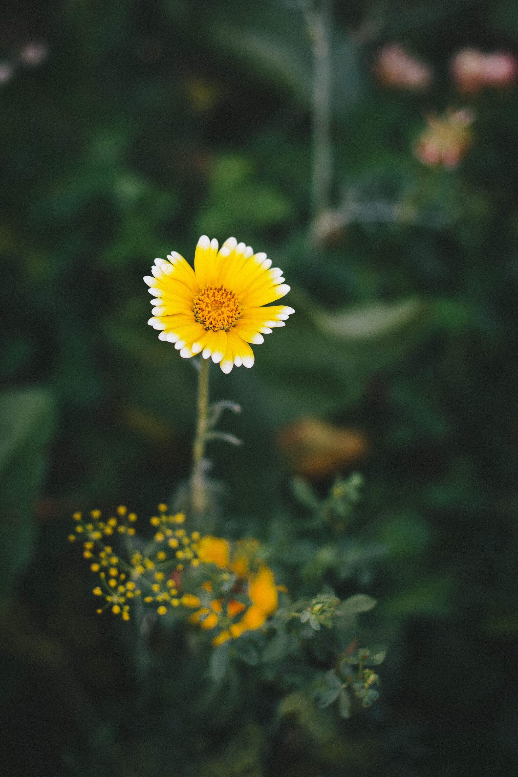 Flowers II