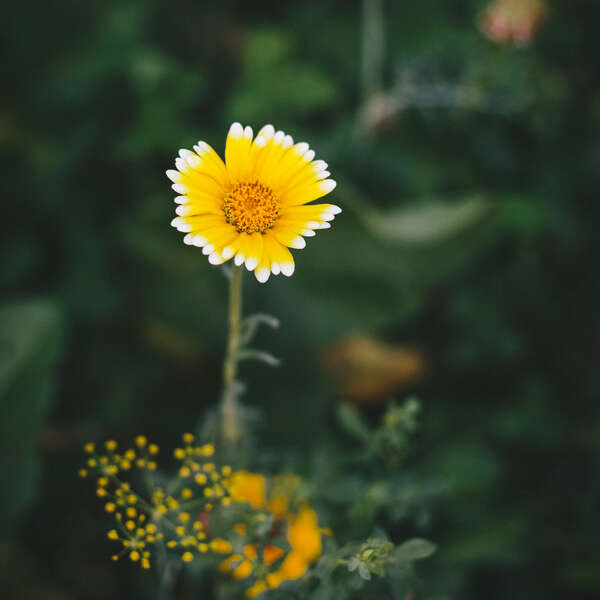 Flowers II
