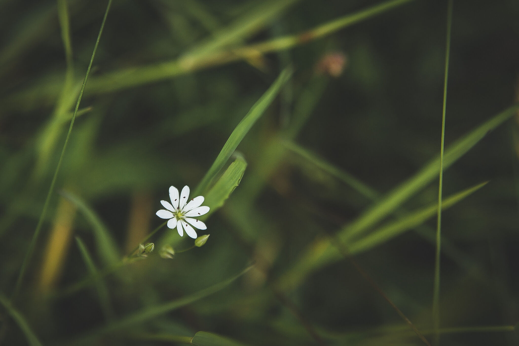 Flowers III