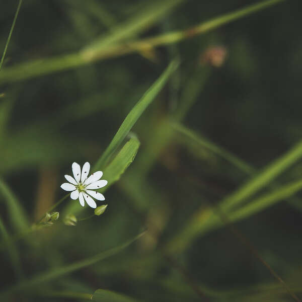 Flowers III