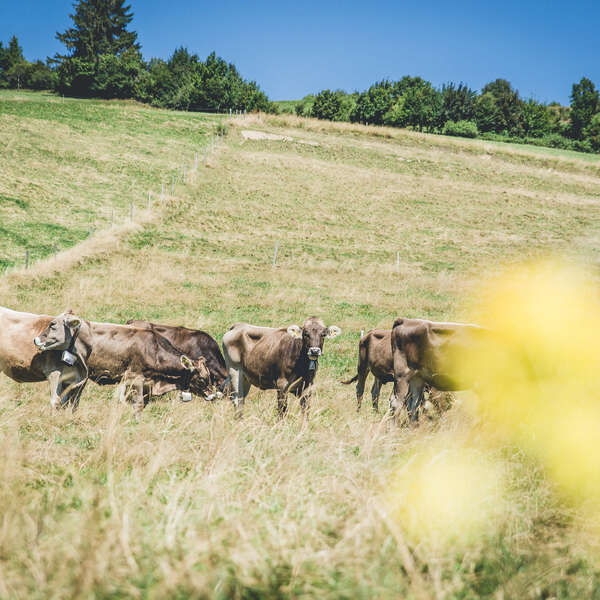 Moo