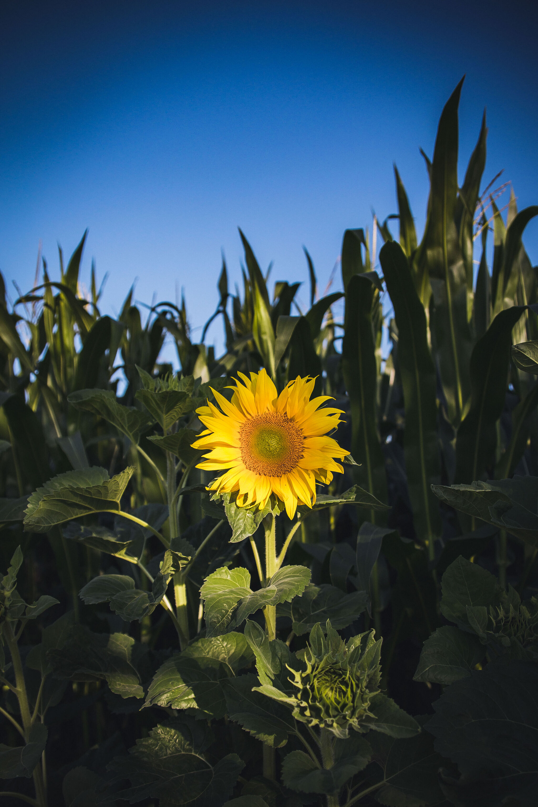 Sunflower