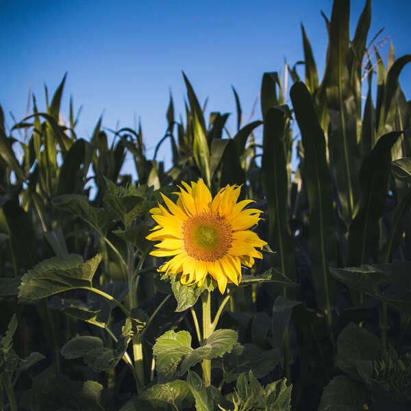 Sunflower