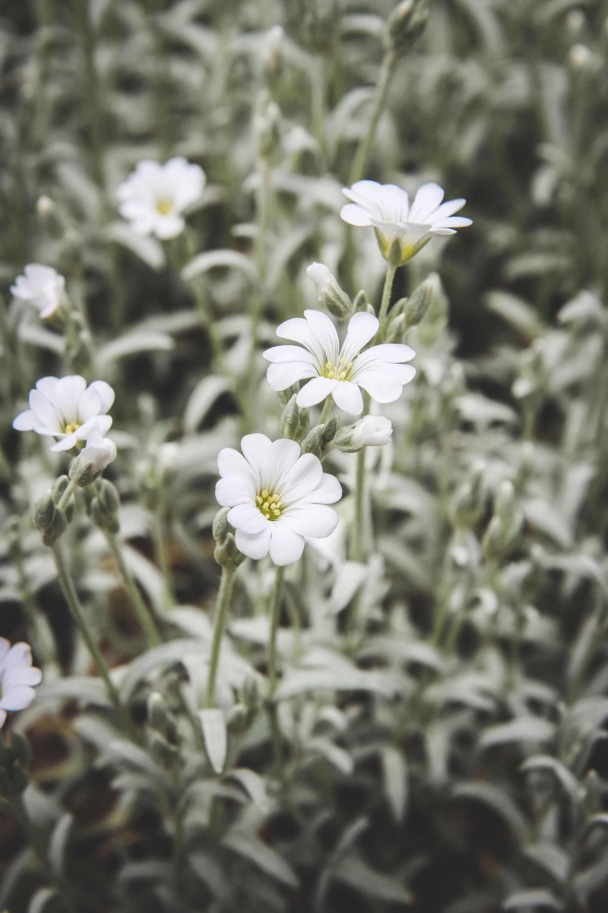 Tiny Blossom