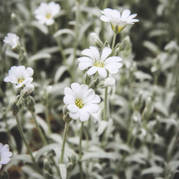 Tiny Blossom