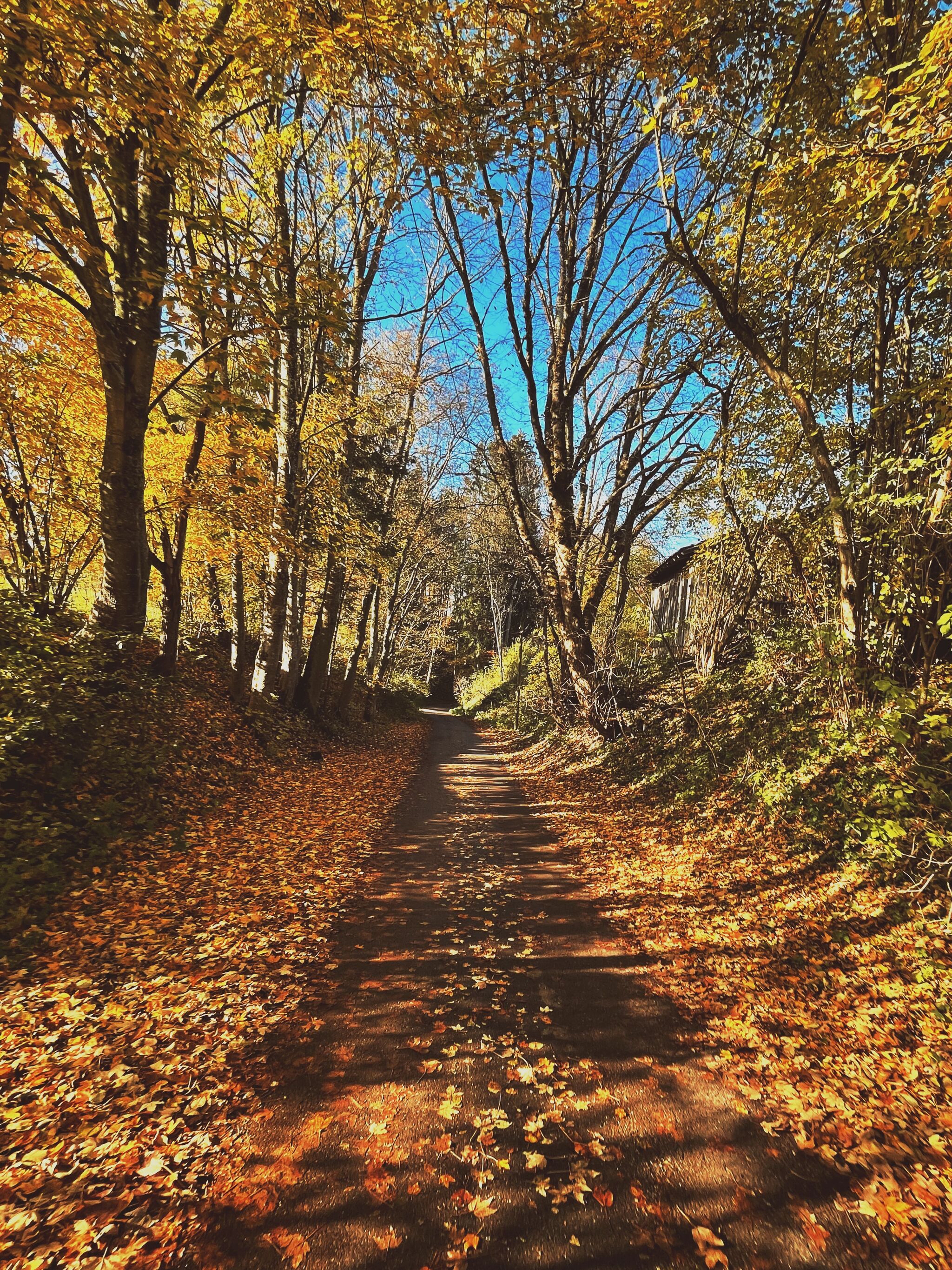 Autumn