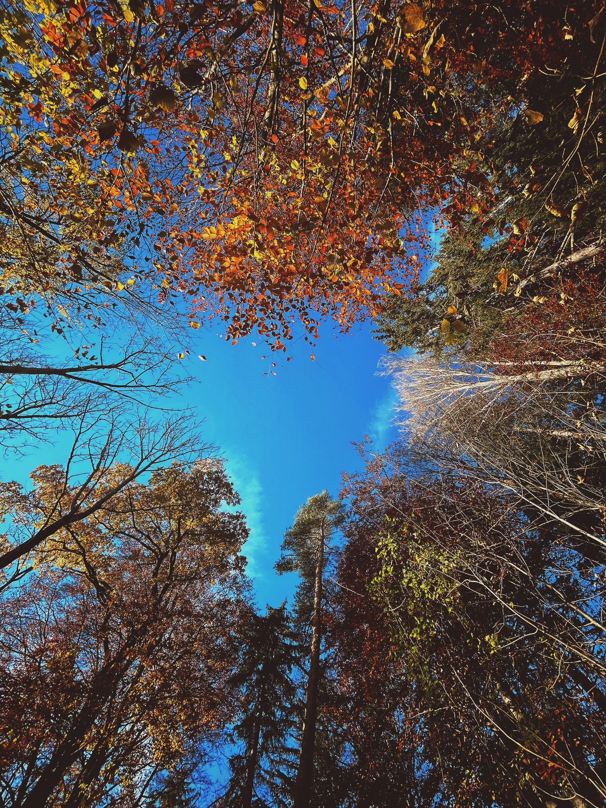 Autumn