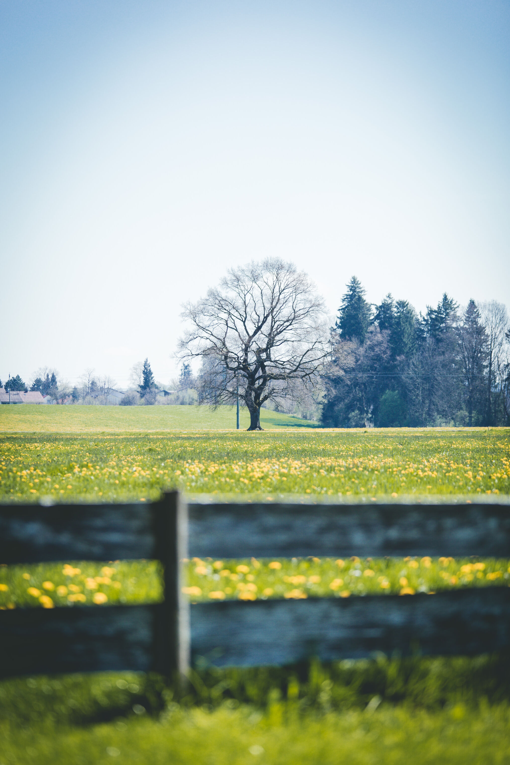 Behind the Fence
