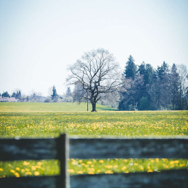 Behind the Fence