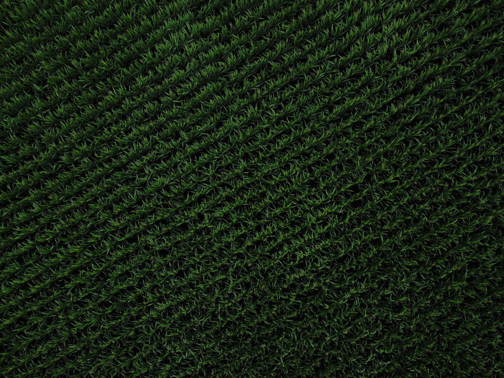 Corn from Above