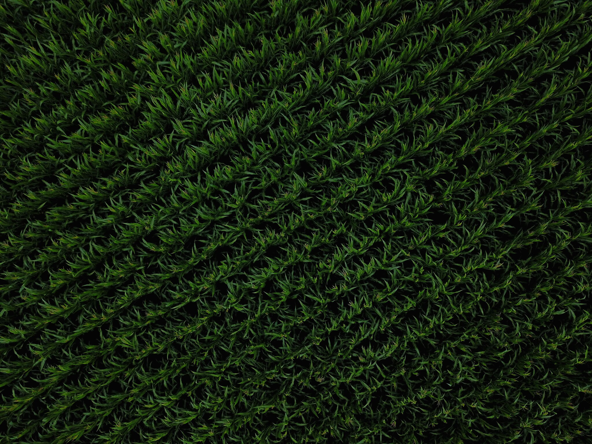 Corn from Above