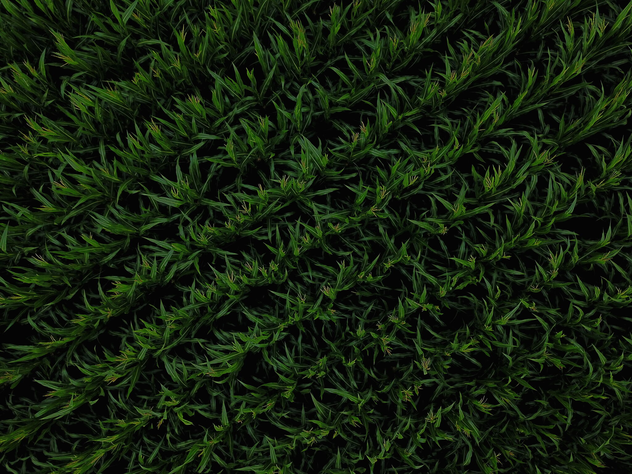 Corn from Above