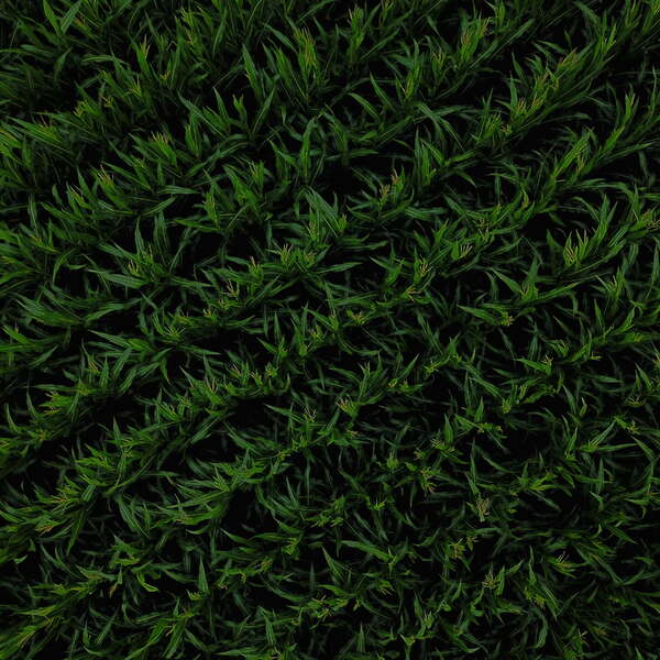 Corn from Above