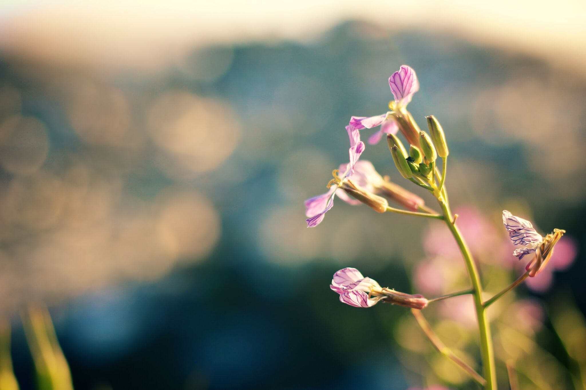 Corona Flowers