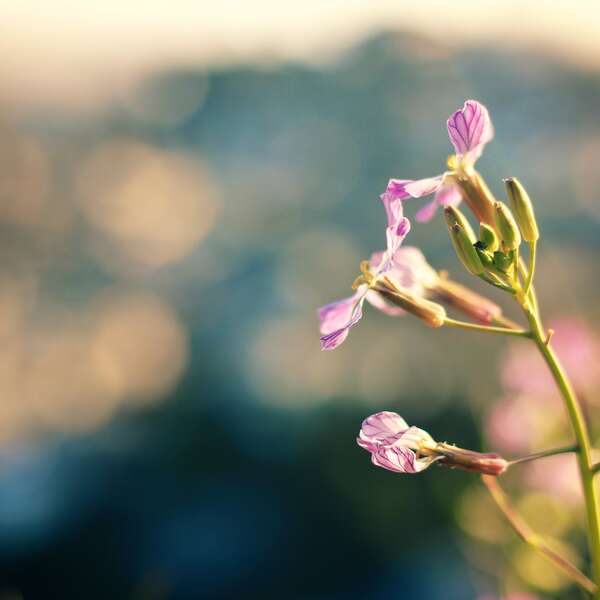 Corona Flowers