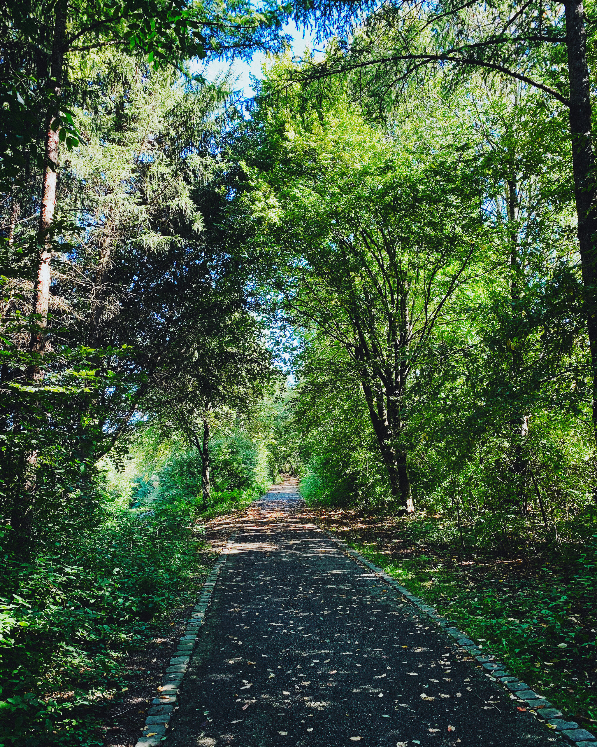 Forest Path