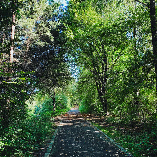 Forest Path