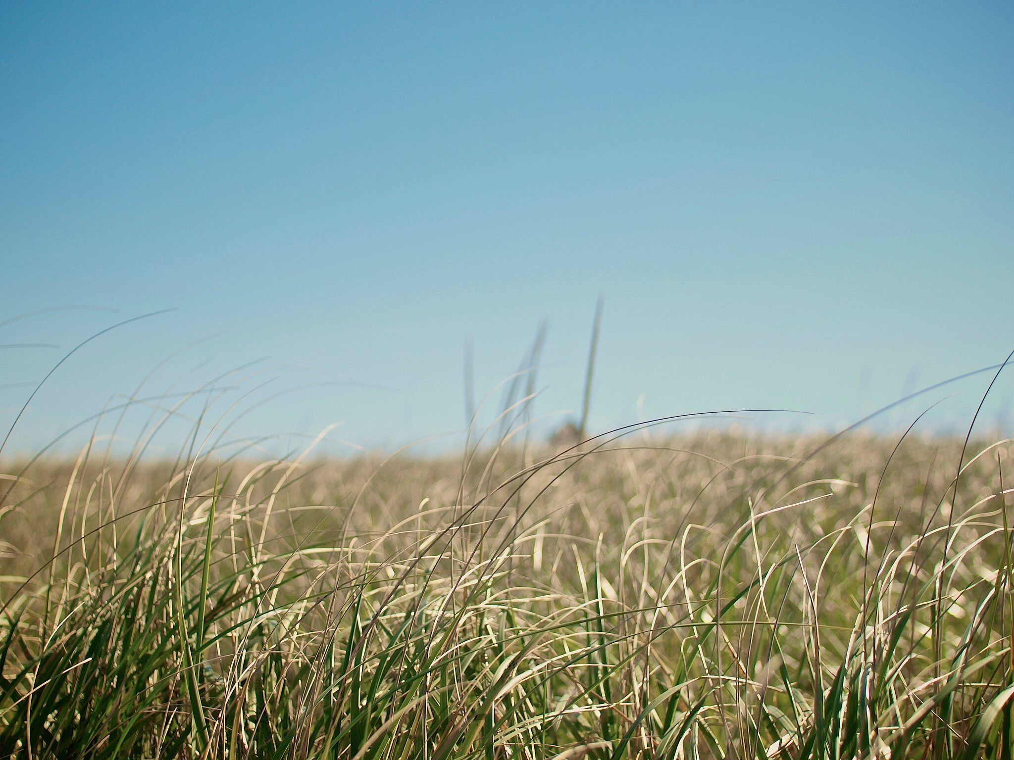 Grass