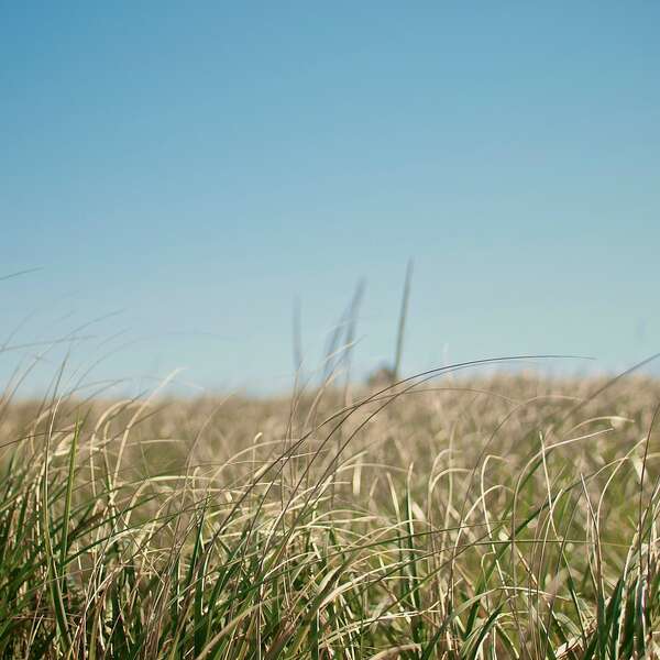 Grass