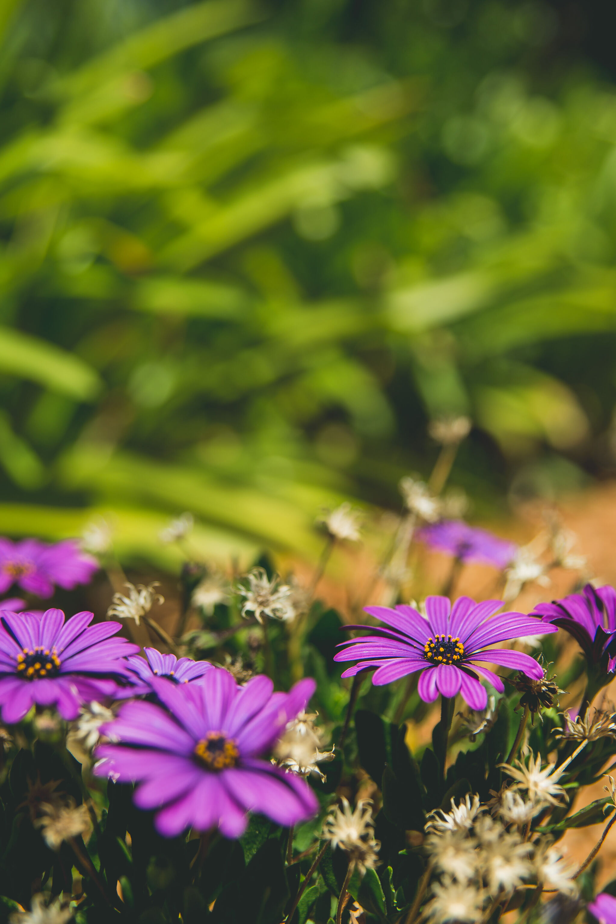 More flowers