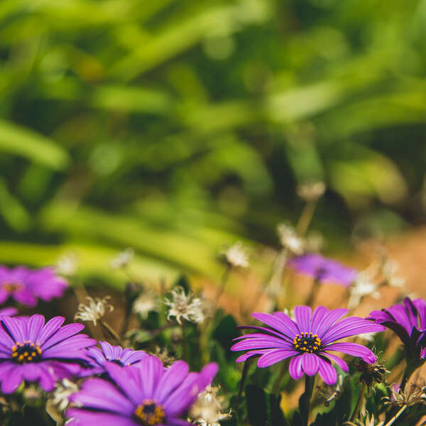 More flowers