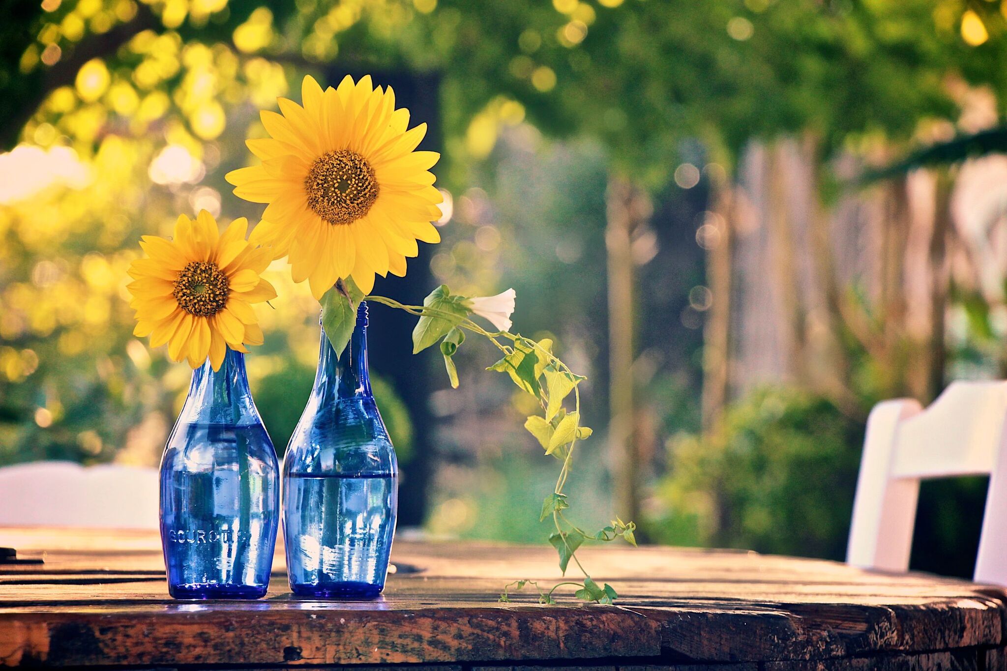 Greek Sunflowers