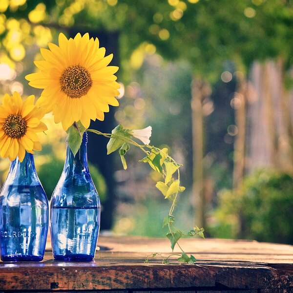 Greek Sunflowers