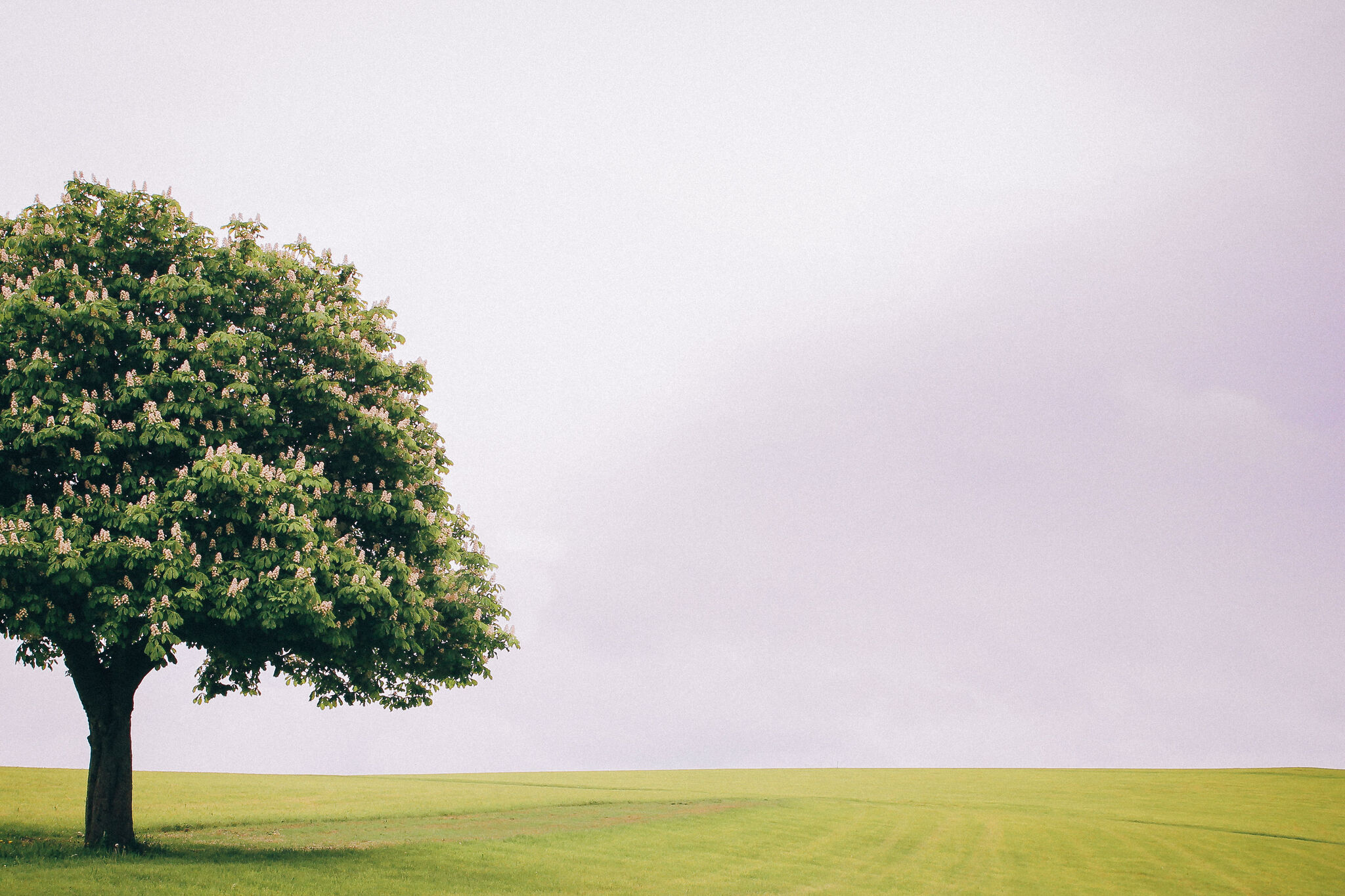 Lonely Tree