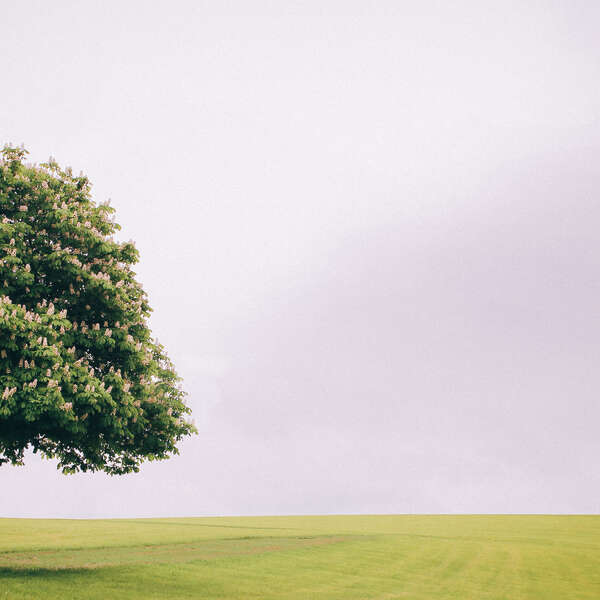 Lonely Tree