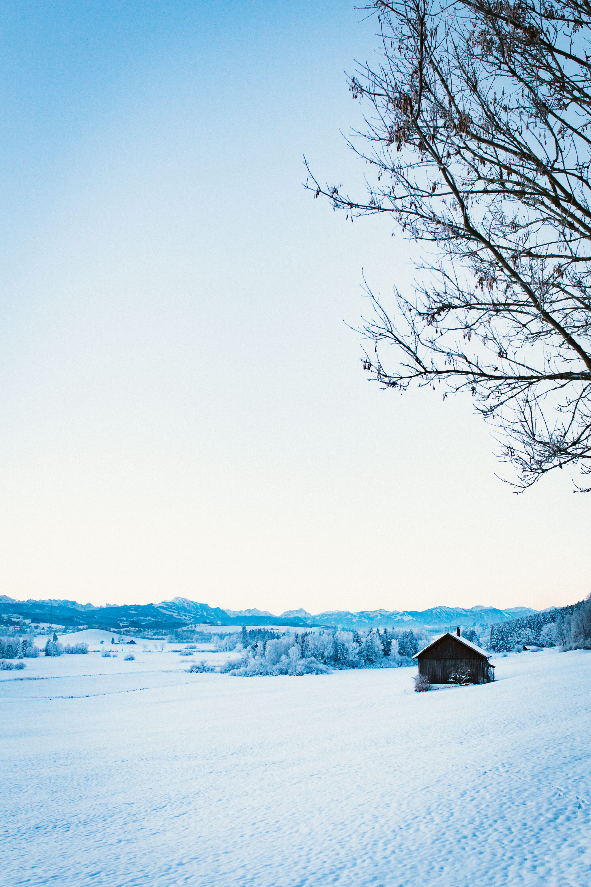 Winter Morning
