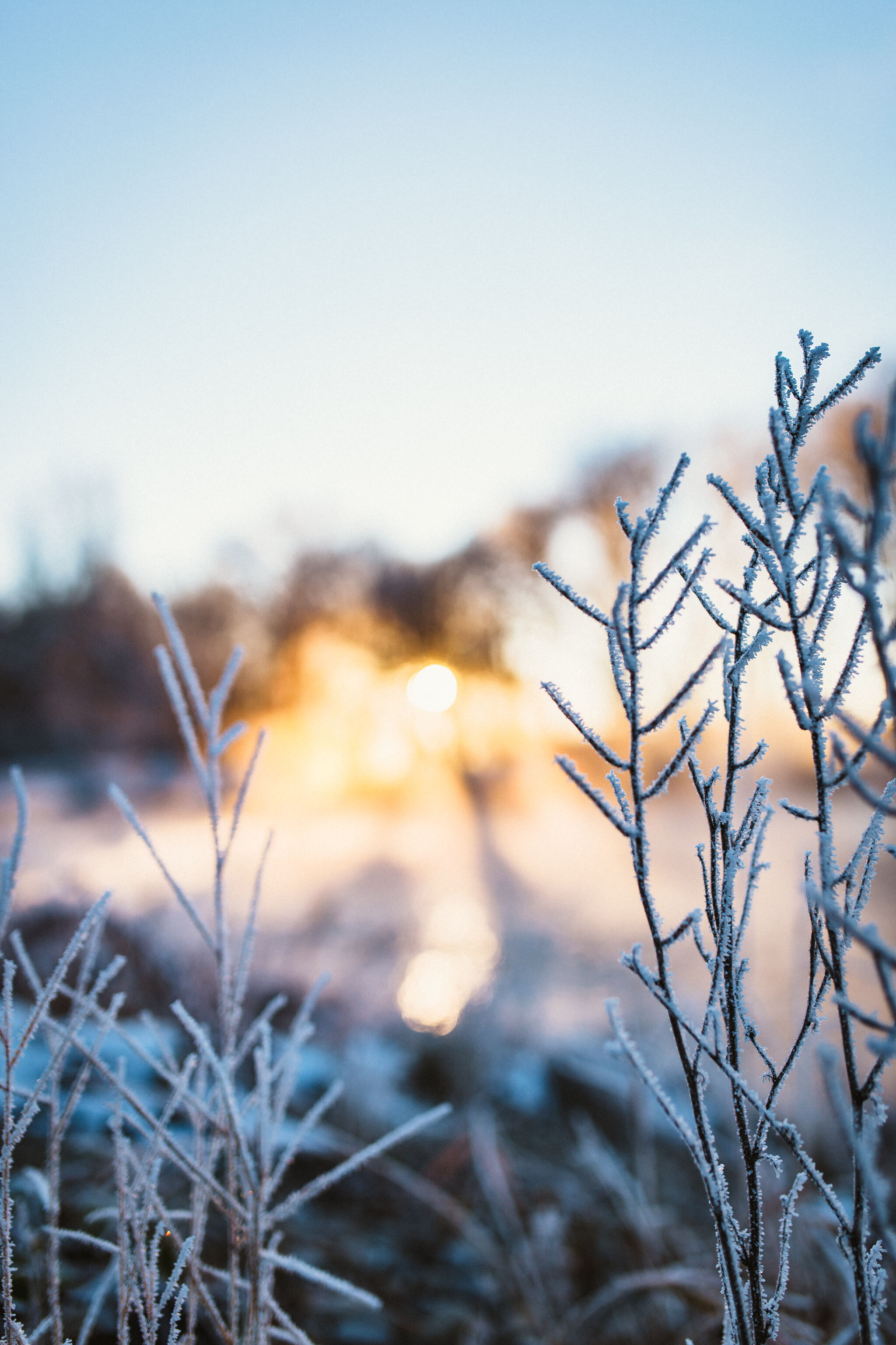 Winter Sunrise